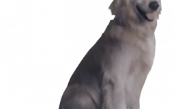 Teirlist of current Starbase ship model submissions